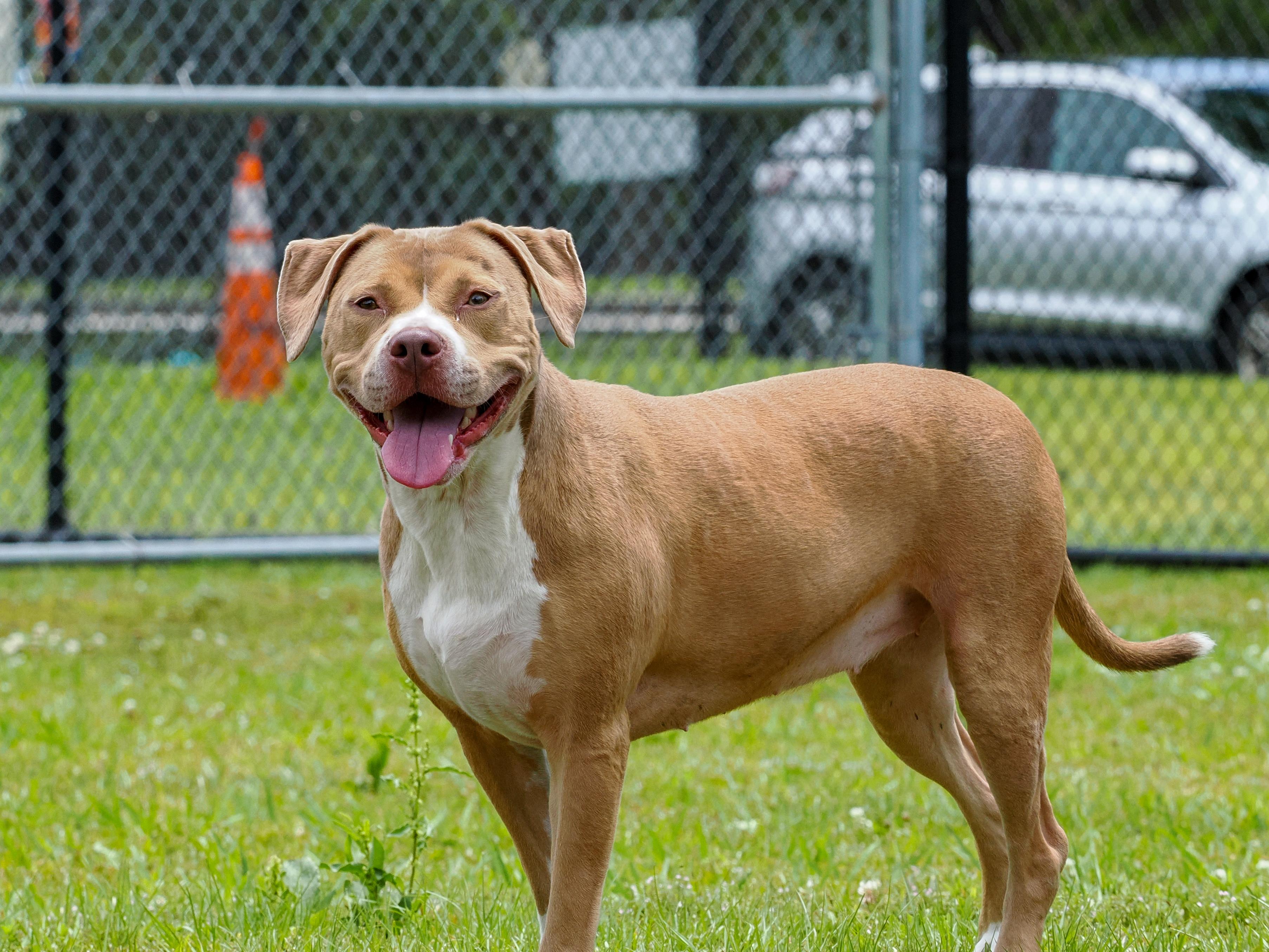 Enlarge Ella, an adoptable Mixed Breed in Myrtle Beach, SC image 3/3