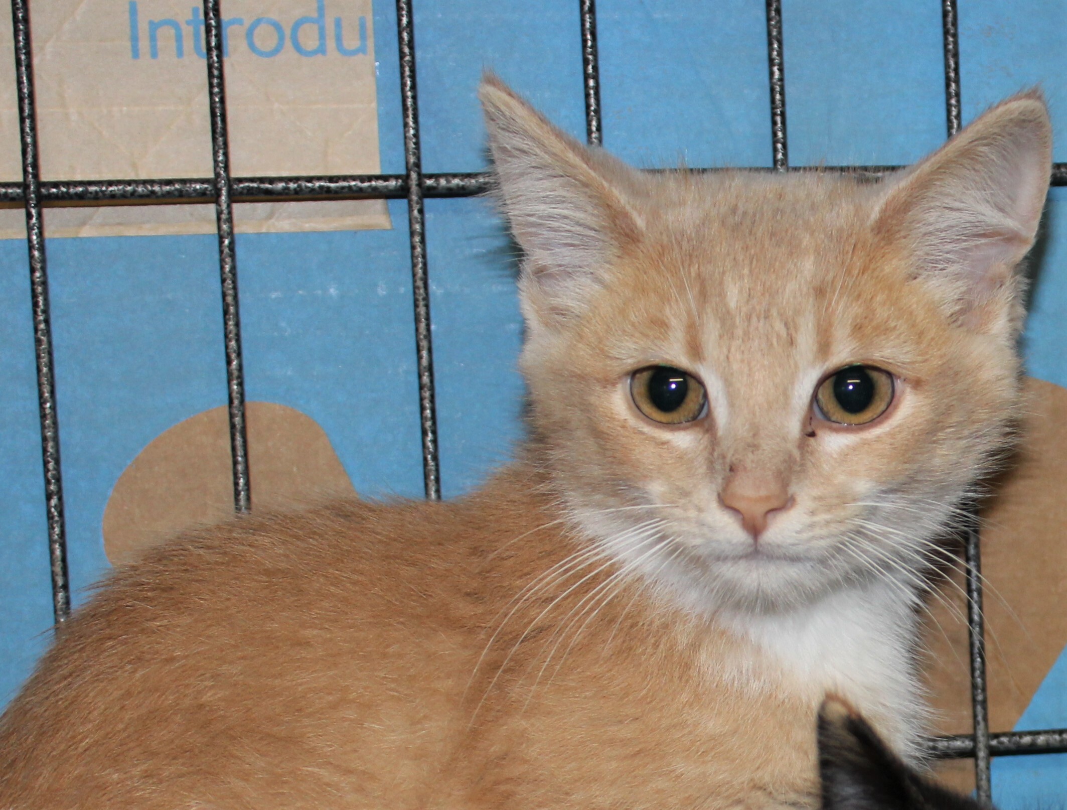 Benson, Adoptable, Adult Male Domestic Short Hair.