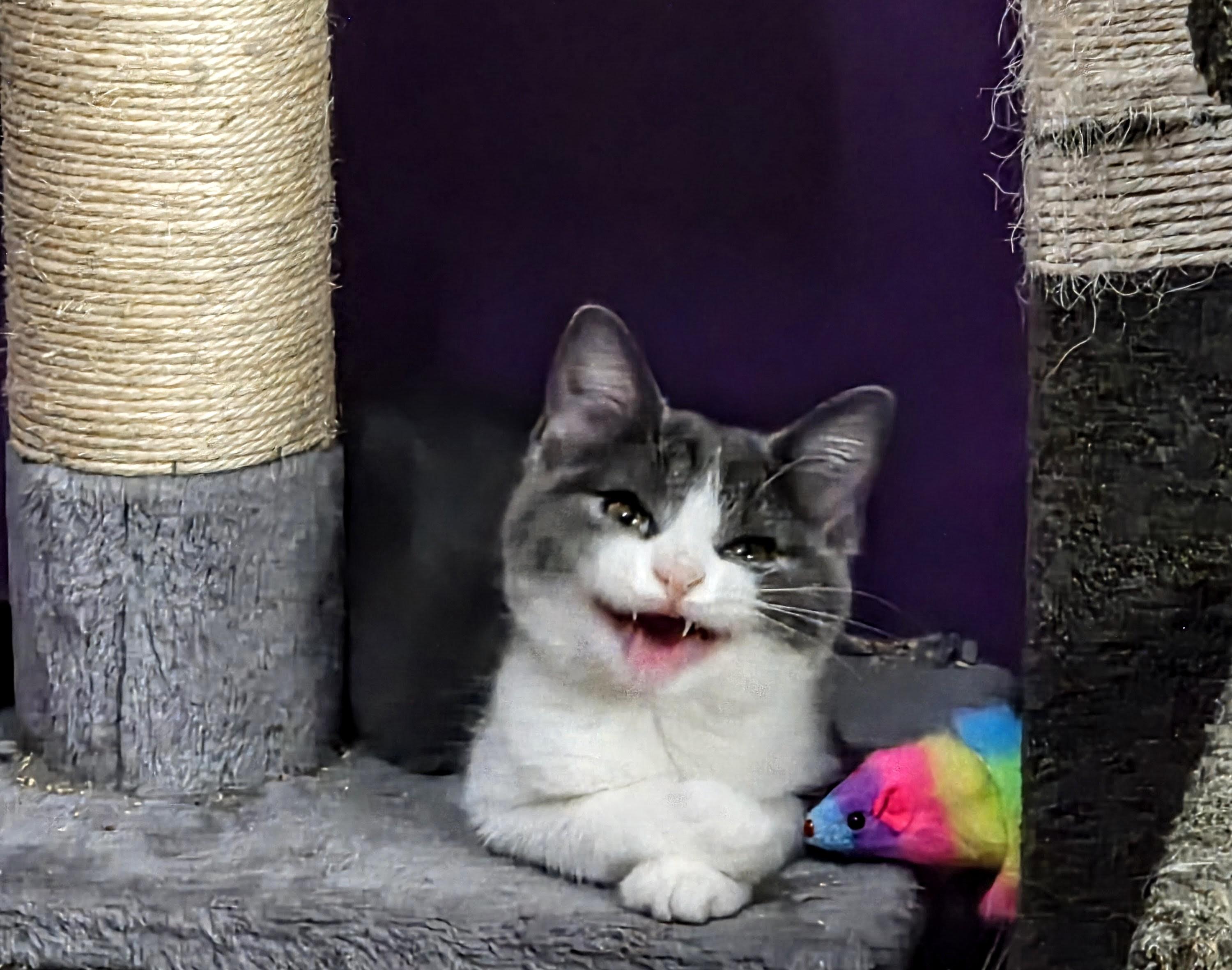 Tricia, a ADOPTABLE Domestic Short Hair in Greensburg, PA image 2/4