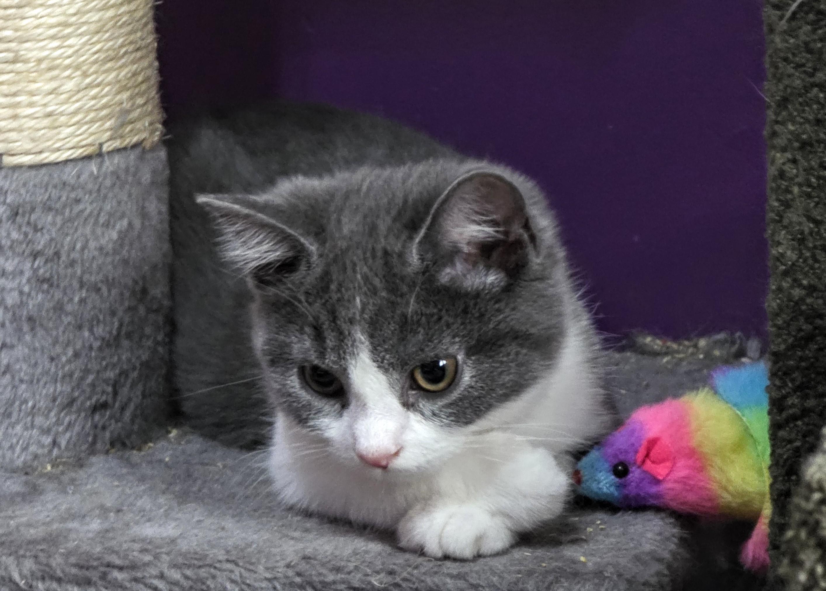 Tricia, a ADOPTABLE Domestic Short Hair in Greensburg, PA image 3/4