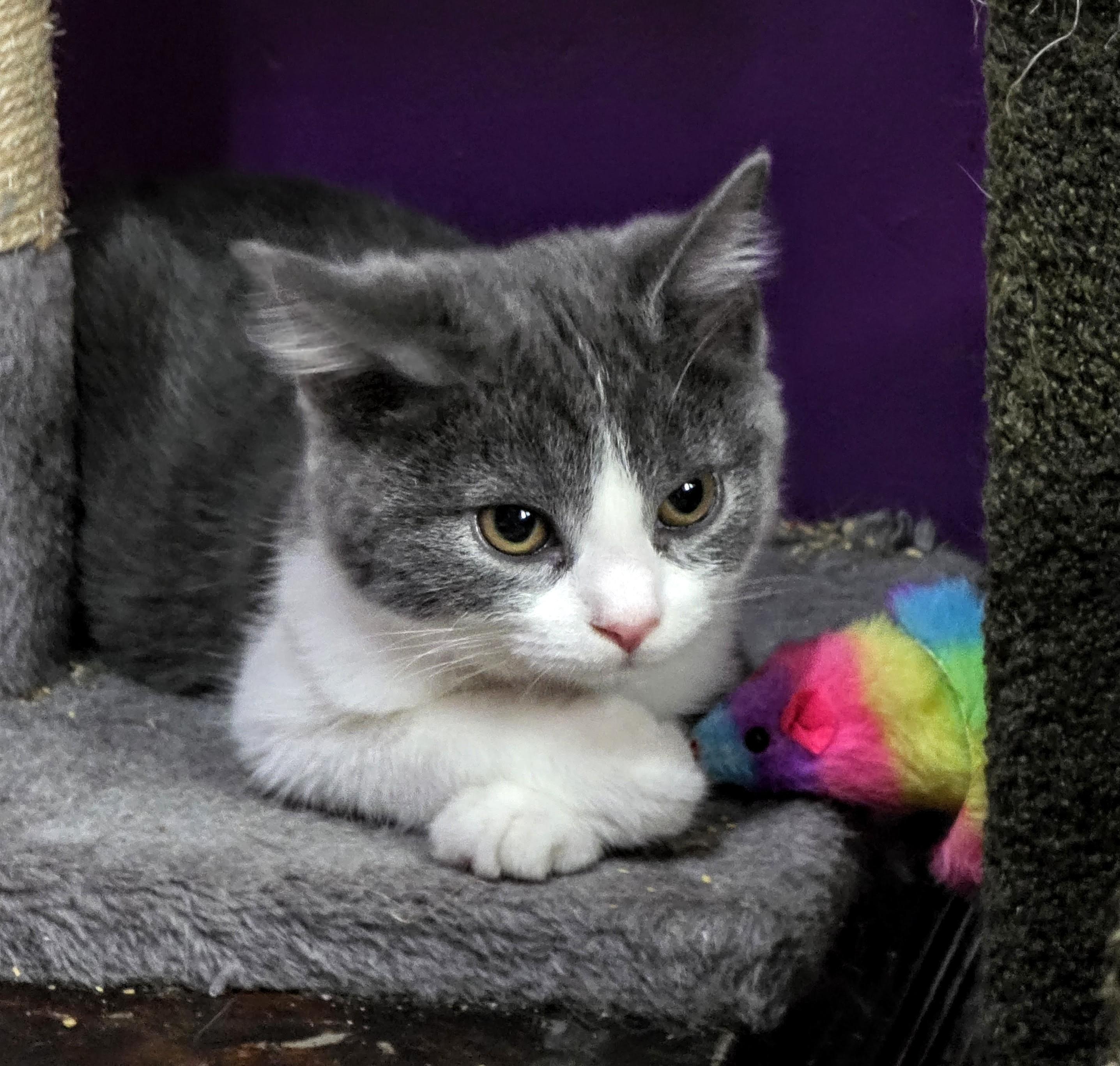 Tricia, a ADOPTABLE Domestic Short Hair in Greensburg, PA image 4/4