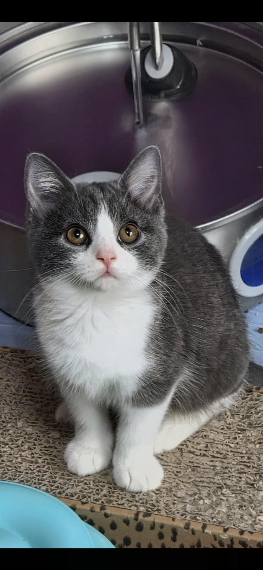 Tricia, ADOPTABLE, Kitten Female Domestic Short Hair.