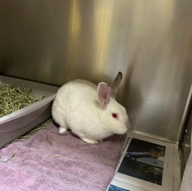 CREAM, Adoptable, Adult Male Bunny Rabbit.