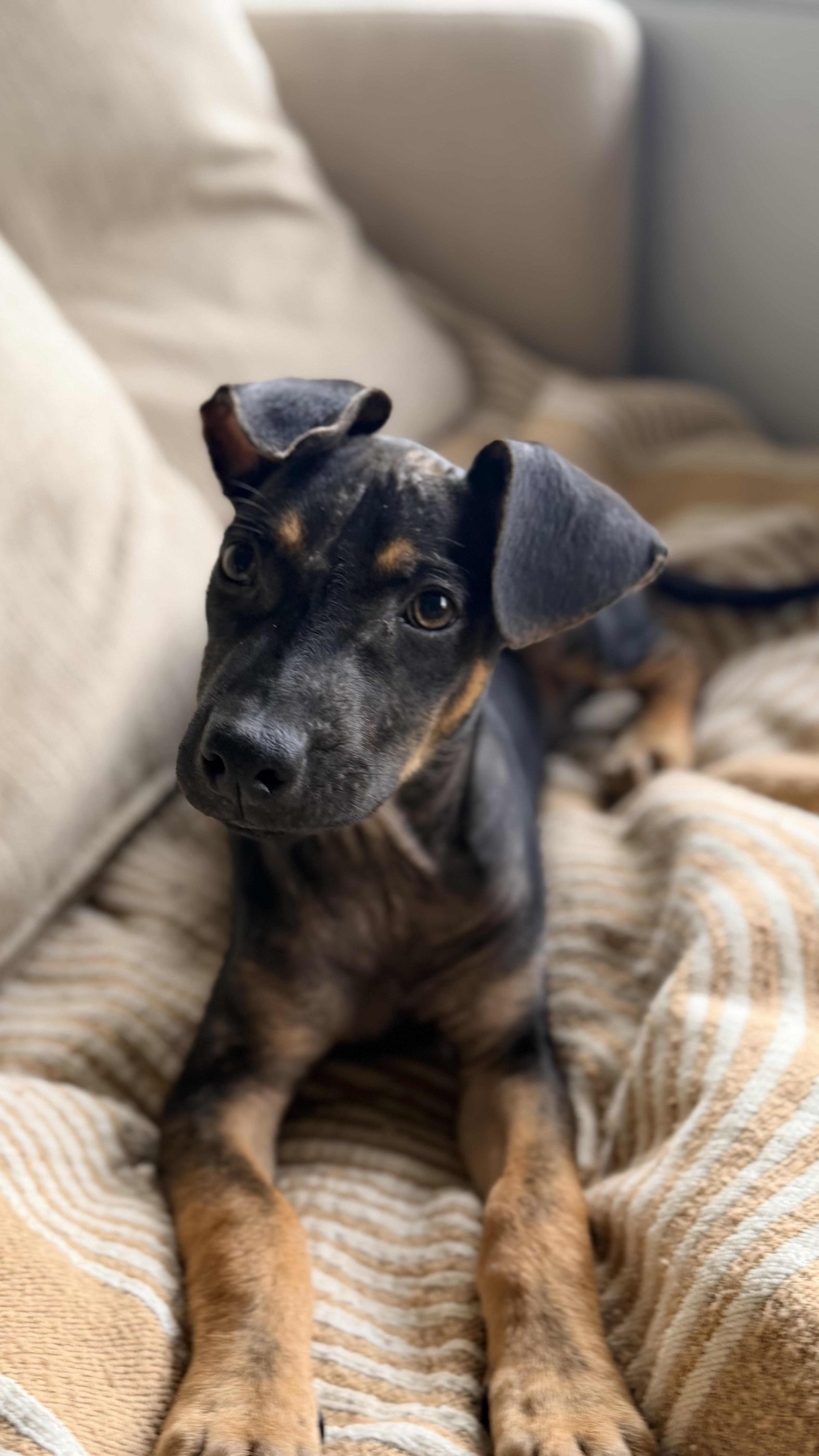 Sundae, Adoptable, Puppy Male Miniature Pinscher.