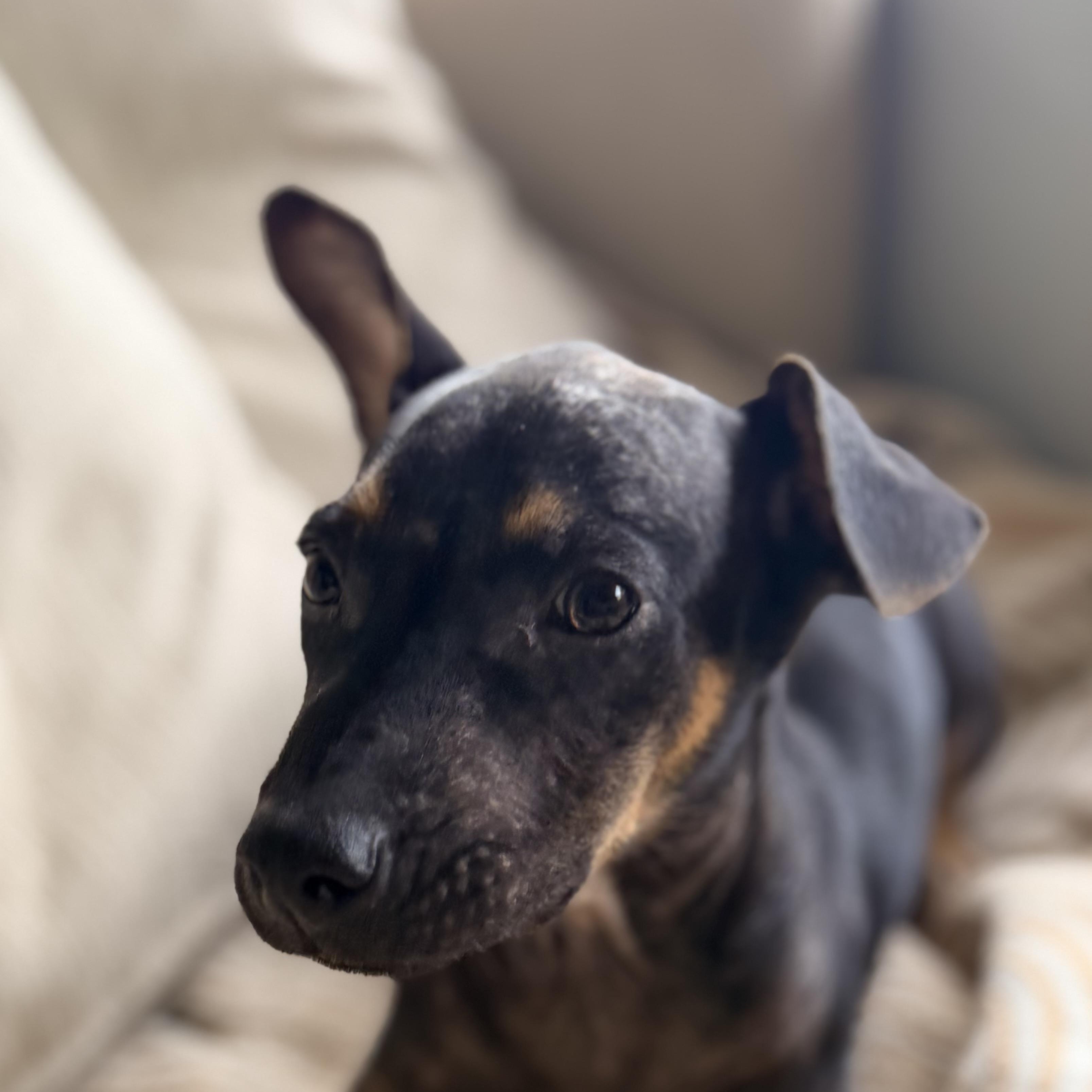 Enlarge Sundae, a Adopted Miniature Pinscher in Framingham, , MA image 2/3