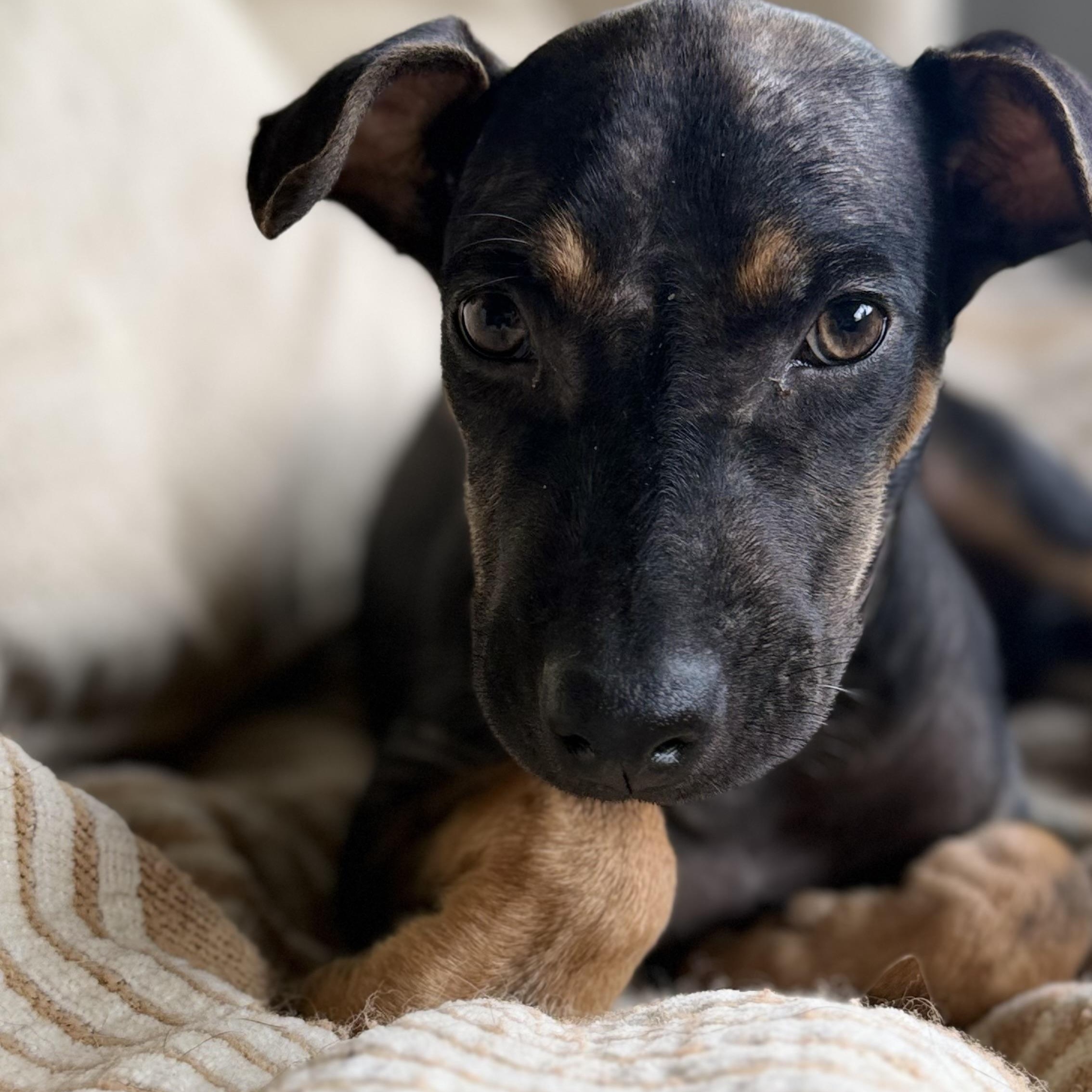 Enlarge Sundae, a Adopted Miniature Pinscher in Framingham, , MA image 3/3