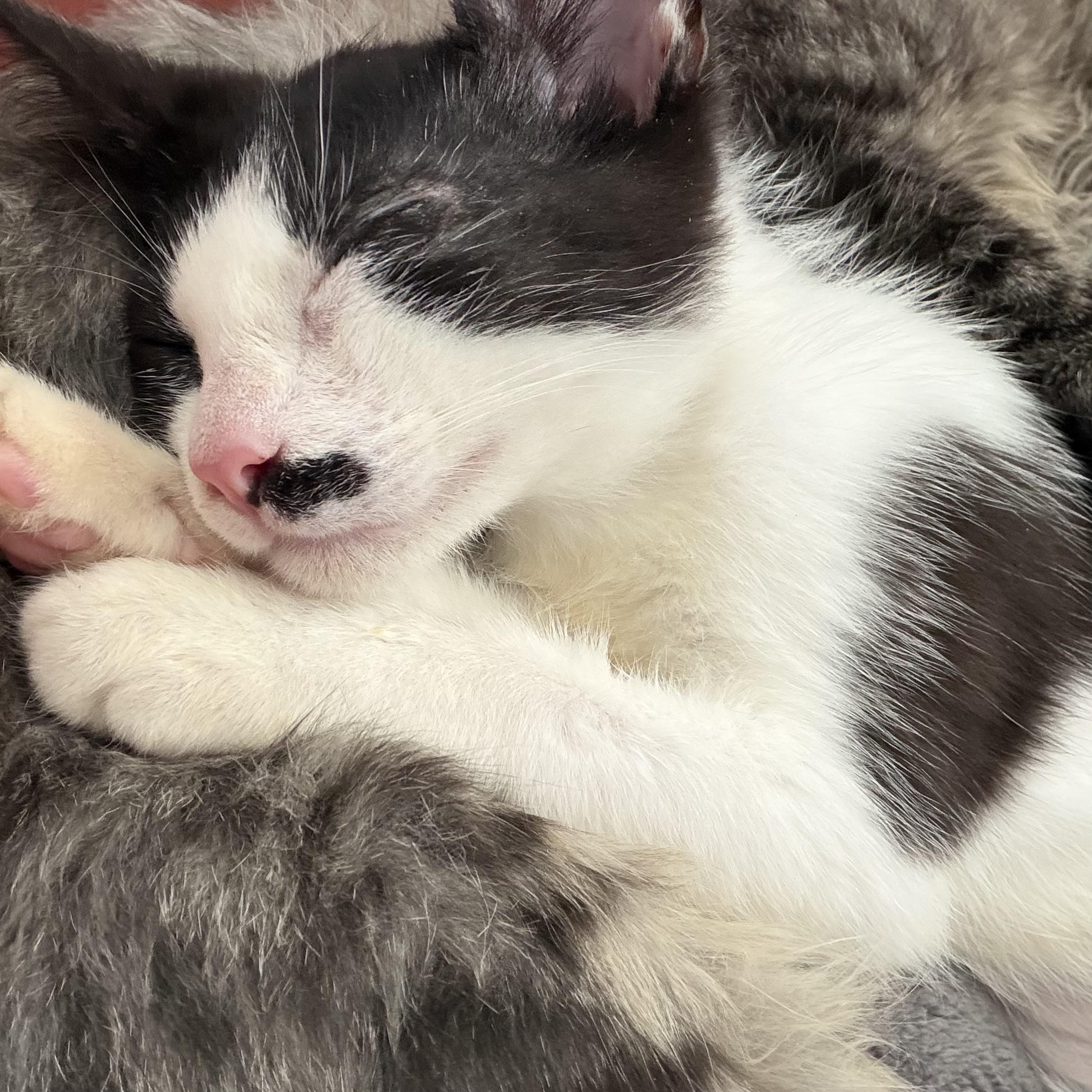 Enlarge Mel, a Adopted Domestic Short Hair in Seneca, SC image 2/3