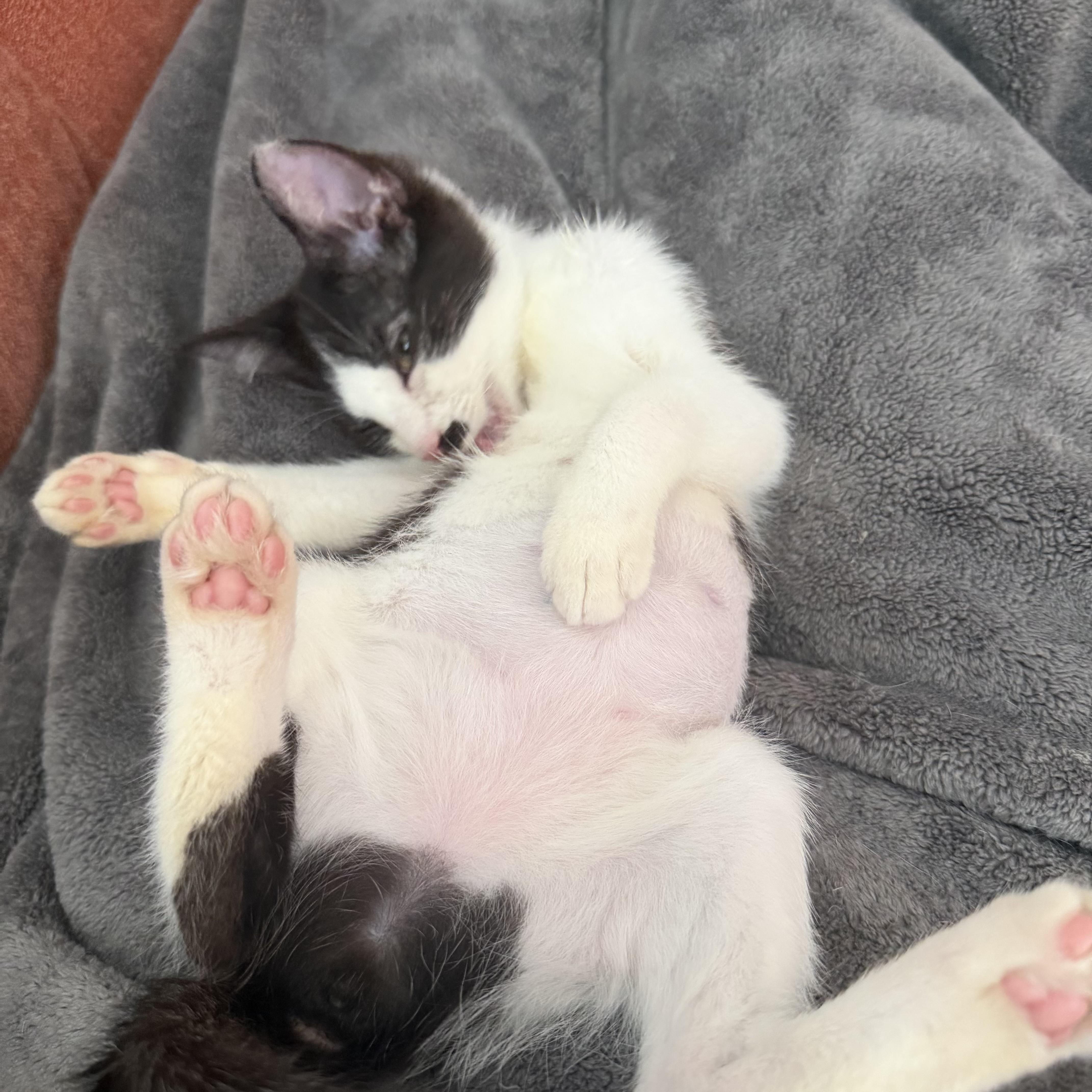 Enlarge Mel, a Adopted Domestic Short Hair in Seneca, SC image 3/3