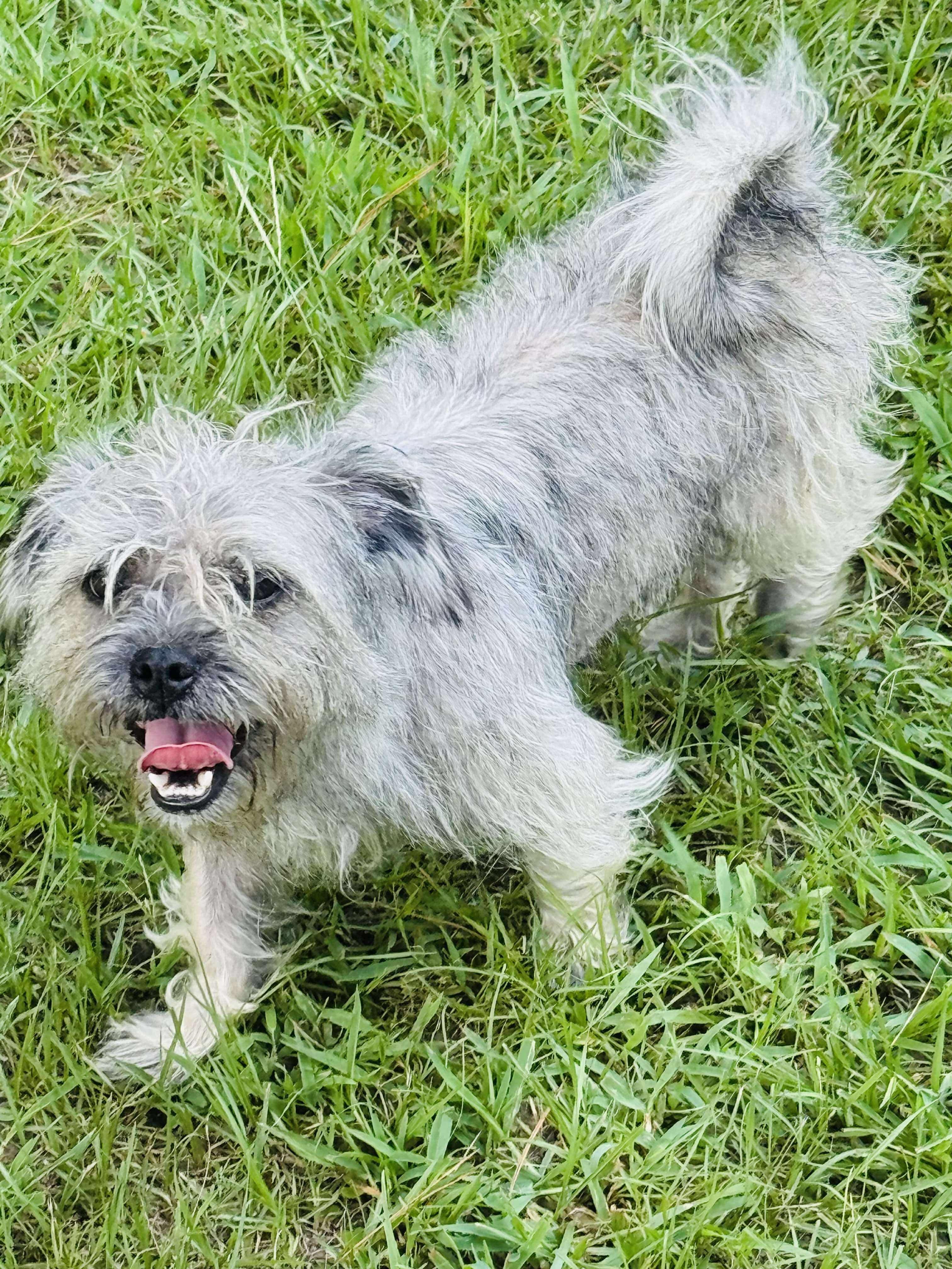 Enlarge Granny, an adopted mixed breed in Plano, TX image 1/2