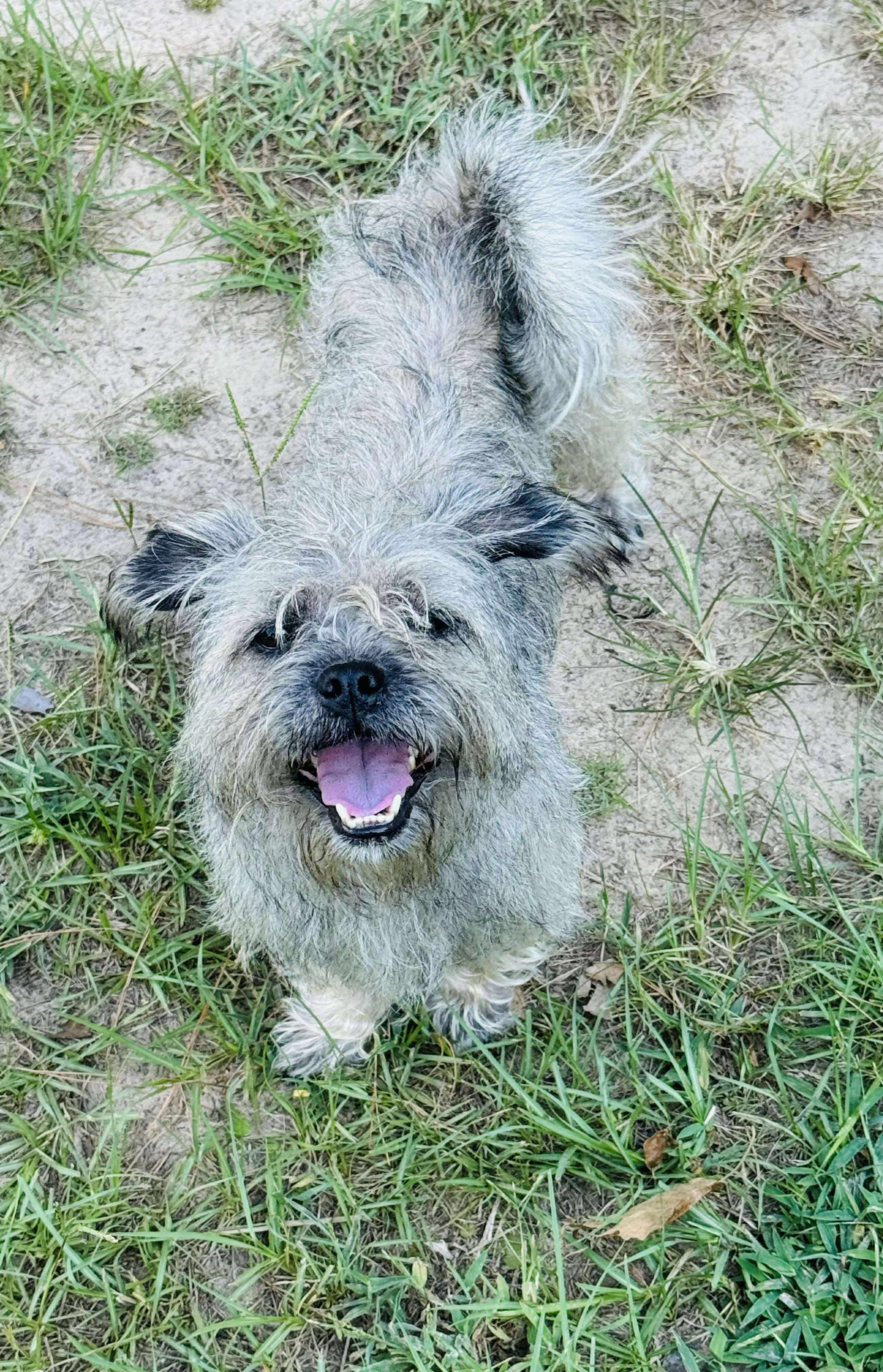 Enlarge Granny, an adopted mixed breed in Plano, TX image 2/2