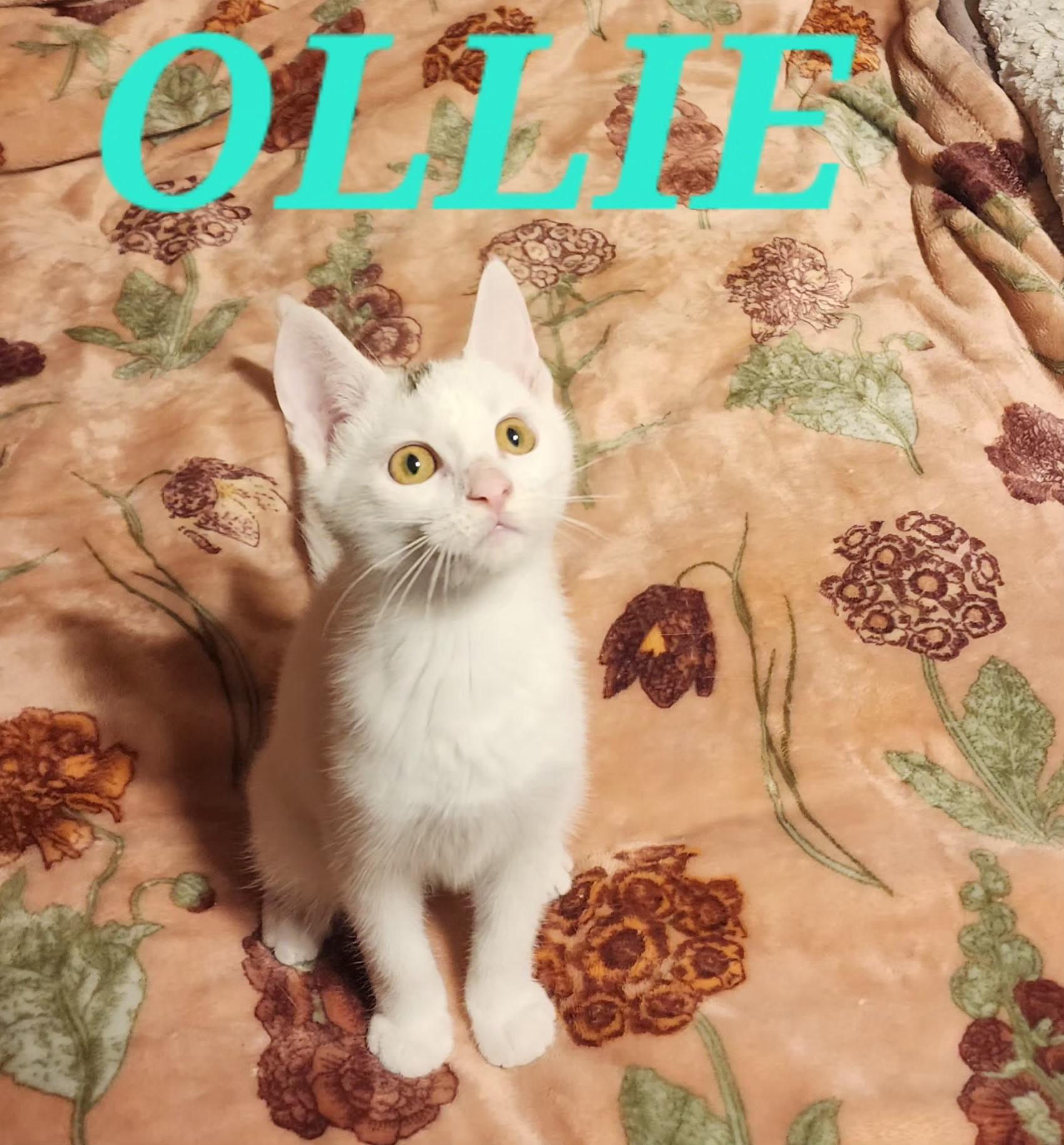Enlarge Ollie, a Adoptable Domestic Short Hair in Greenwood, IN image 1/1