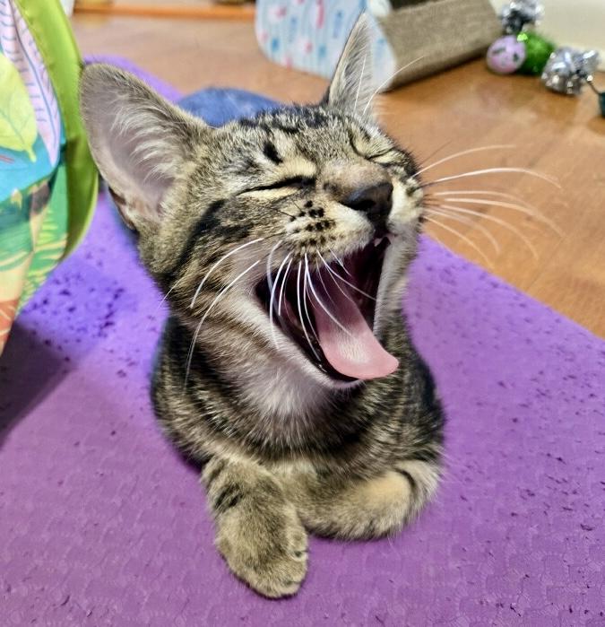 Mozzarella, a Adoptable Tabby in Tallahassee, FL image 2/6