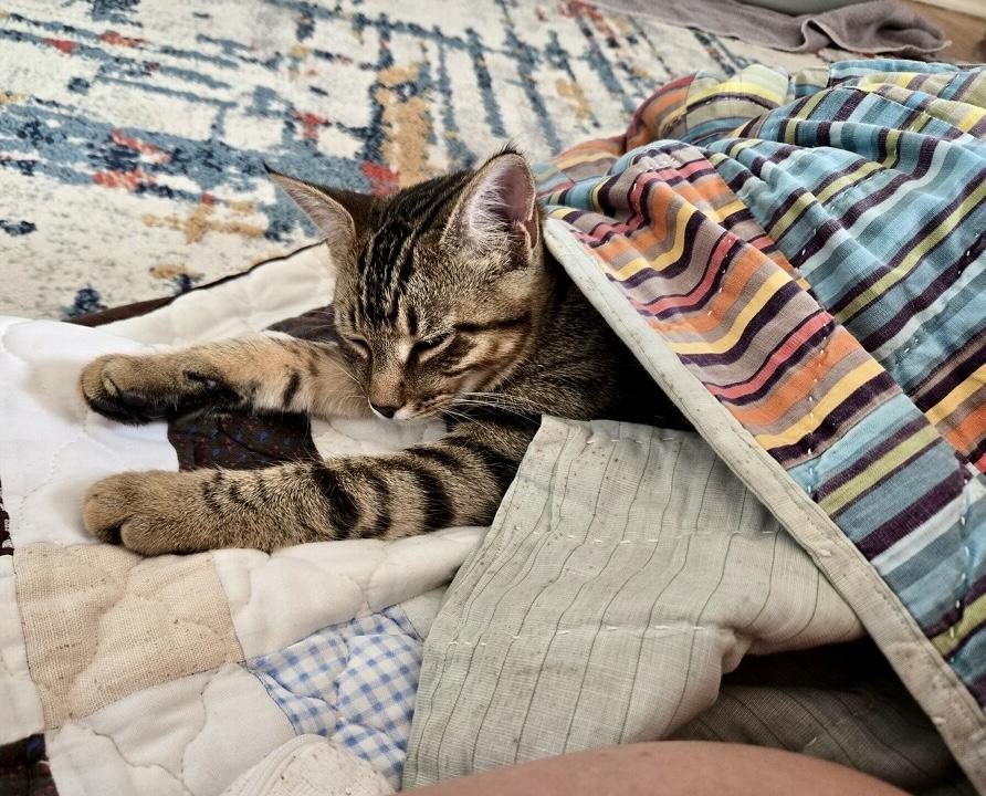 Enlarge Mozzarella, an adopted Tabby in Tallahassee, FL image 6/6