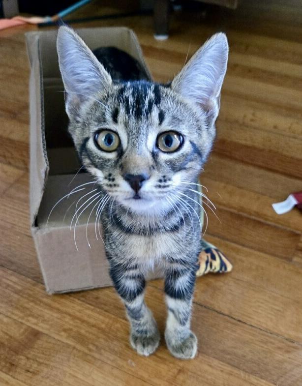 Mozzarella, a Adoptable Tabby in Tallahassee, FL image 4/6