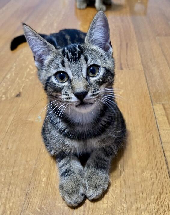 Mozzarella, a Adoptable Tabby in Tallahassee, FL image 5/6