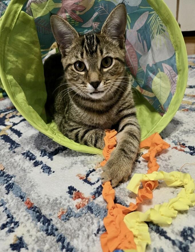 Mozzarella, a Adoptable Tabby in Tallahassee, FL image 3/6