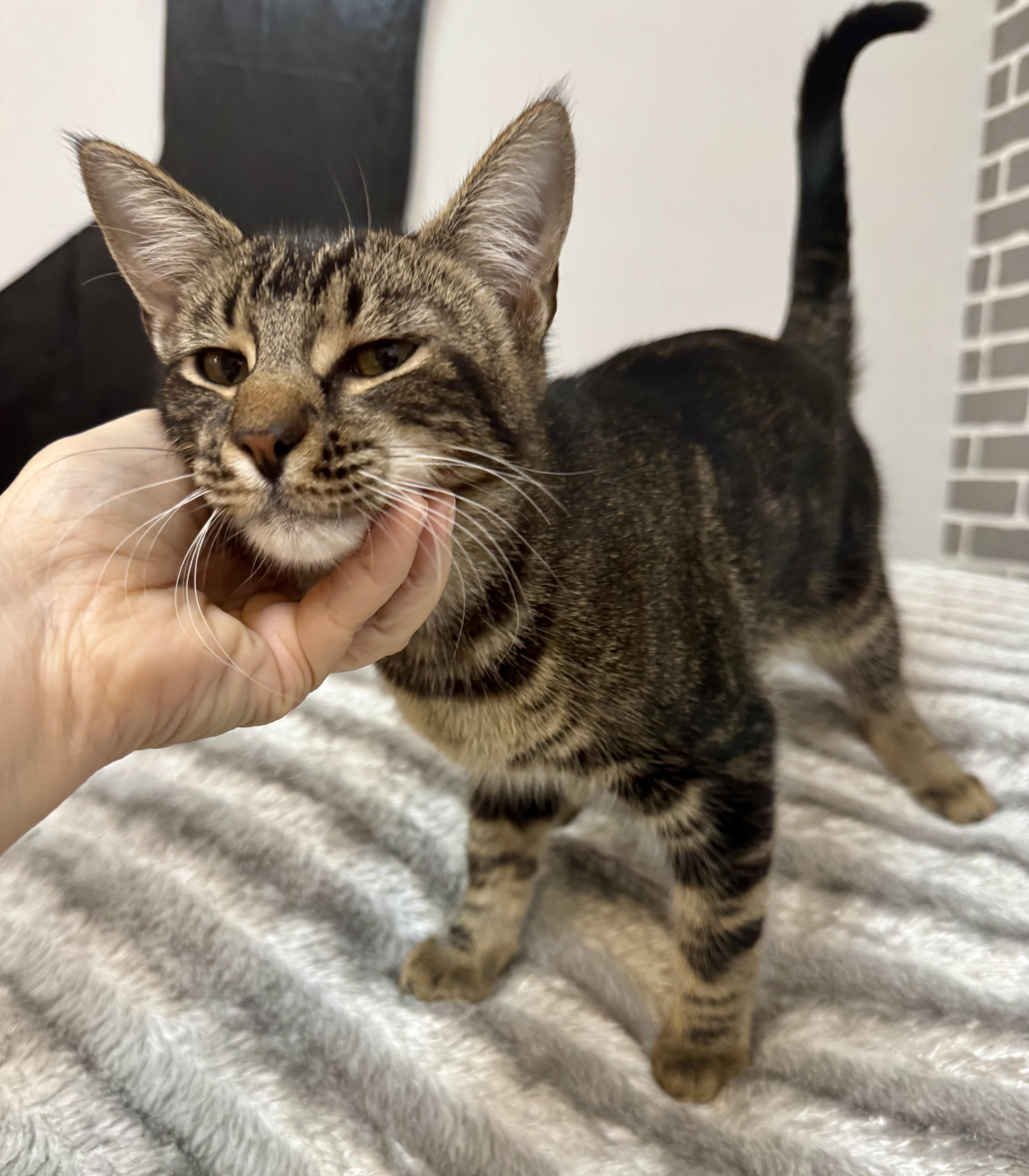 Mozzarella, Adoptable, Kitten Male Tabby.