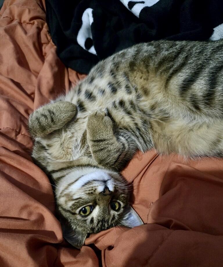 Enlarge Mozzarella, an adopted Tabby in Tallahassee, FL image 4/6