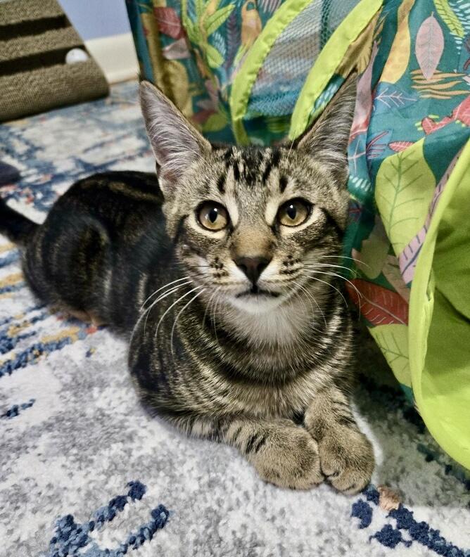 Mozzarella, Adoptable, Kitten Male Tabby.