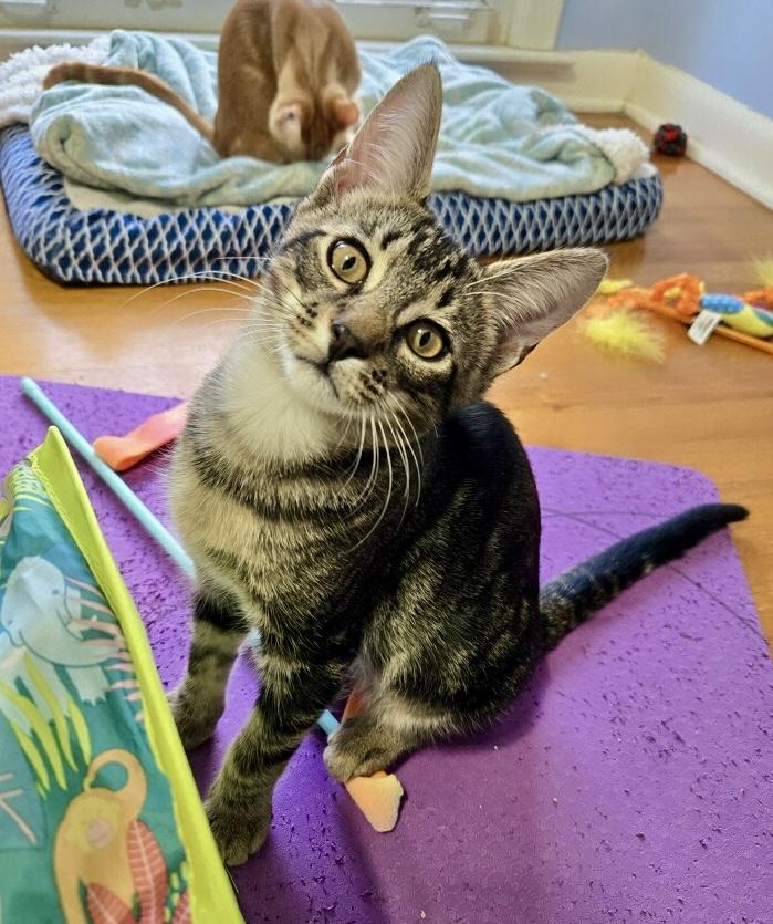 Mozzarella, a Adoptable Tabby in Tallahassee, FL image 6/6