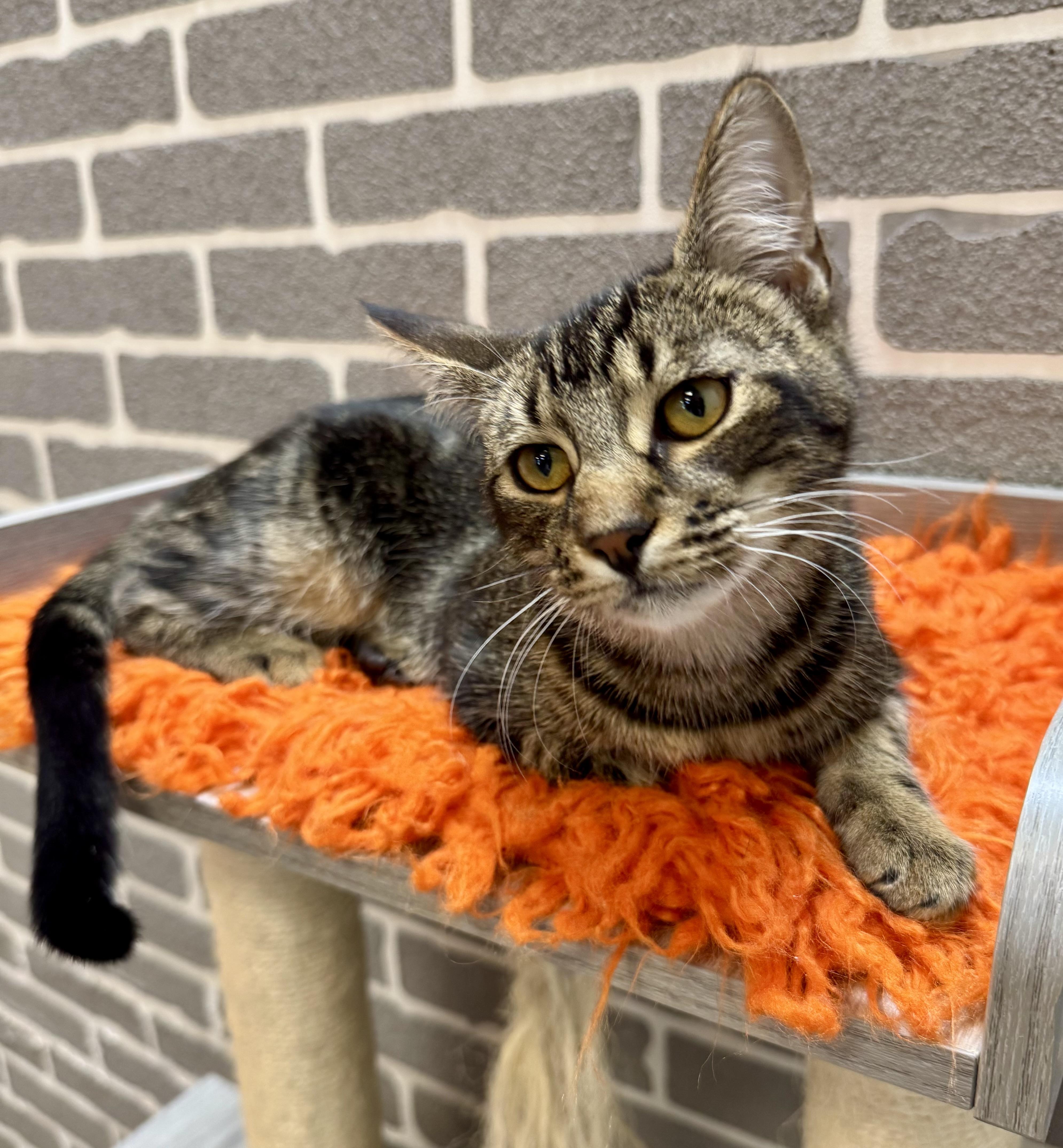 Enlarge Mozzarella, a Adoptable Tabby in Tallahassee, FL image 2/4