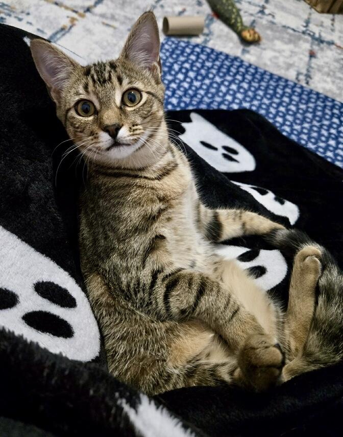 Enlarge Mozzarella, an adopted Tabby in Tallahassee, FL image 1/6