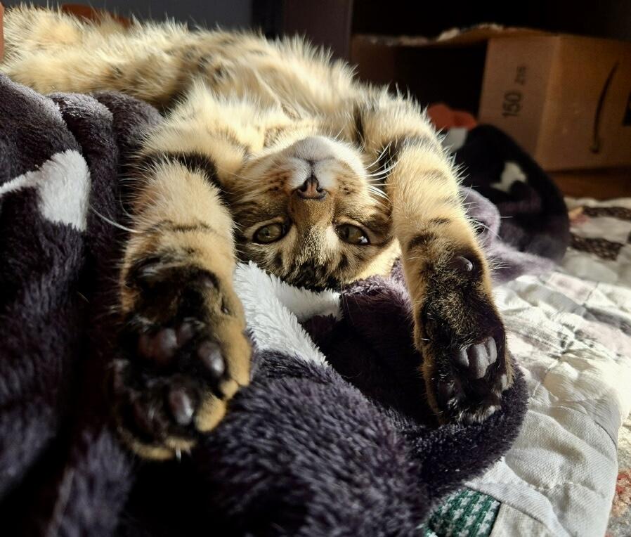 Enlarge Mozzarella, an adopted Tabby in Tallahassee, FL image 5/6