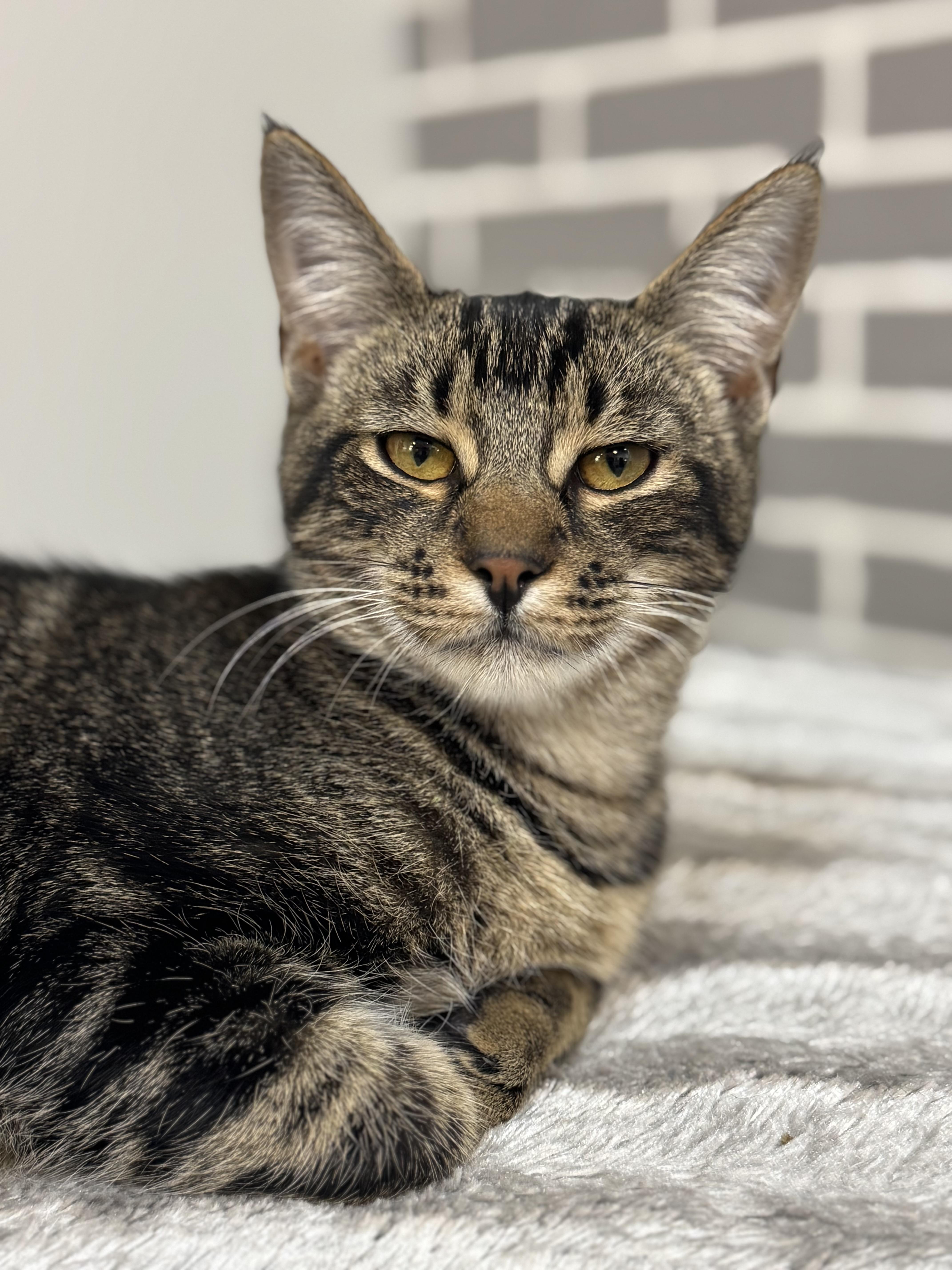Enlarge Mozzarella, a Adoptable Tabby in Tallahassee, FL image 3/4