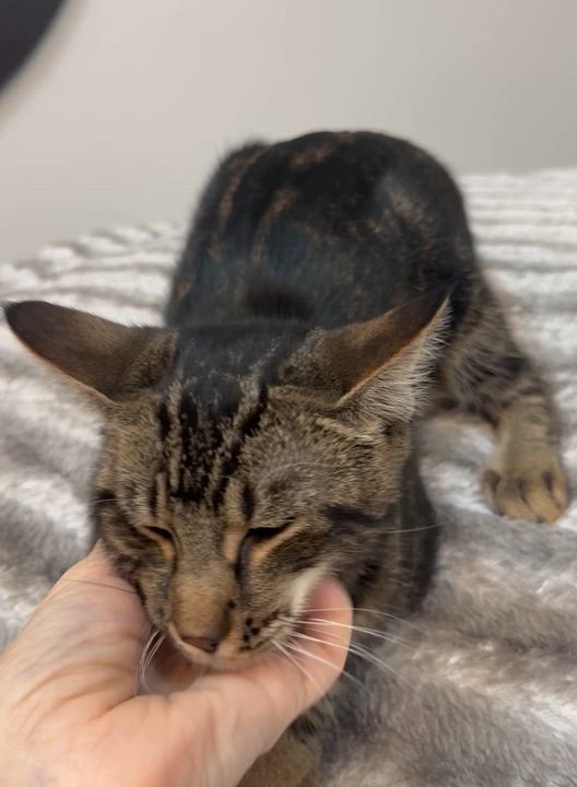 Enlarge Mozzarella, a Adoptable Tabby in Tallahassee, FL video 4/4