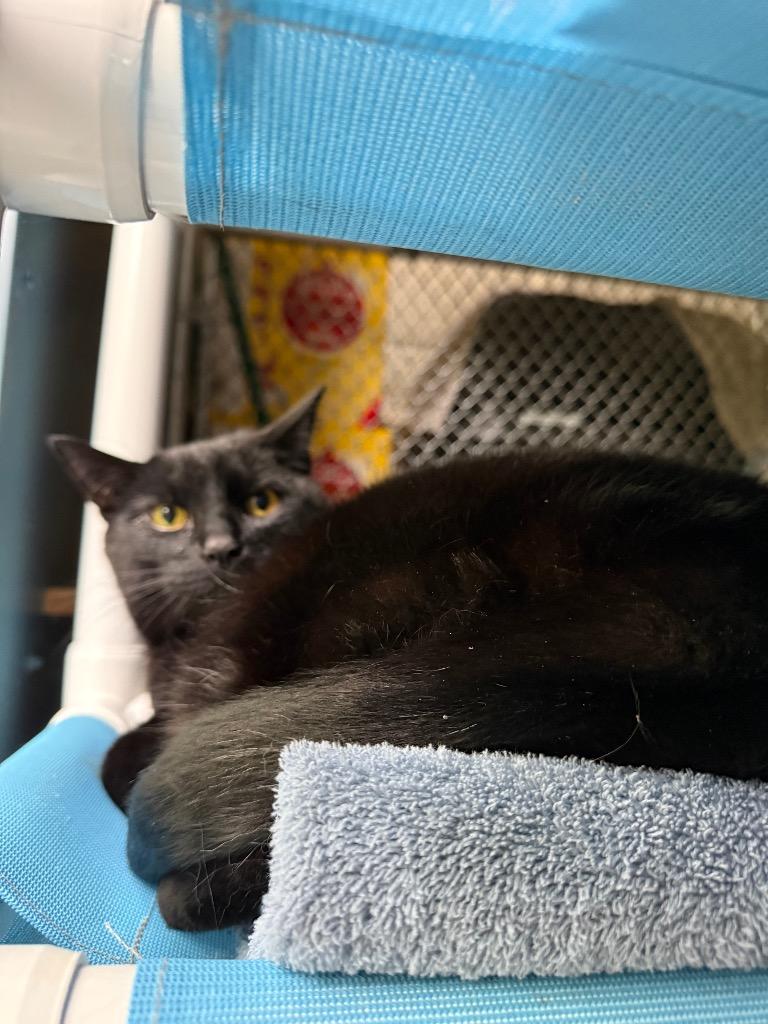 Max, Adoptable, Senior Male Domestic Short Hair.
