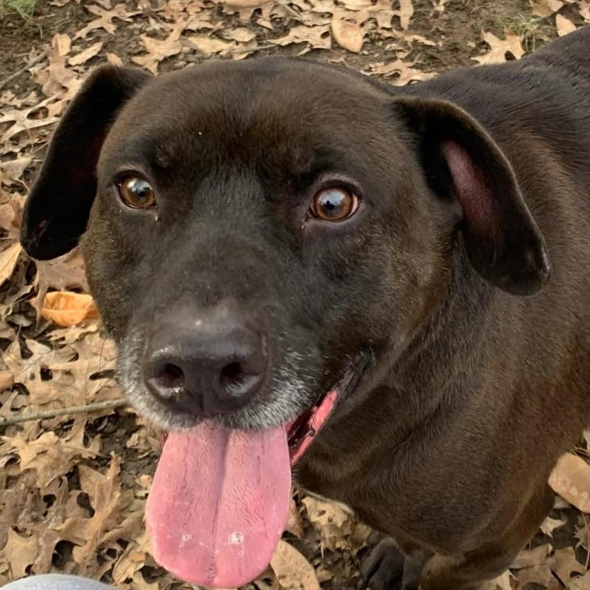 Rhett, Adult Male Terrier