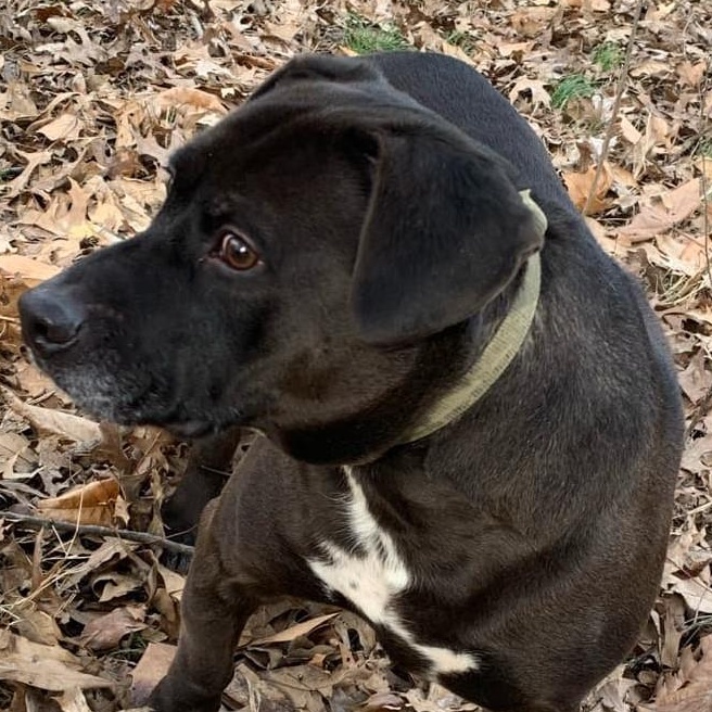 Rhett, a Adoptable mixed breed in Robinson, IL image 2/4
