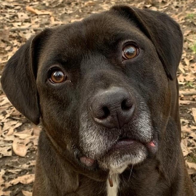 Rhett, a Adoptable mixed breed in Robinson, IL image 4/4