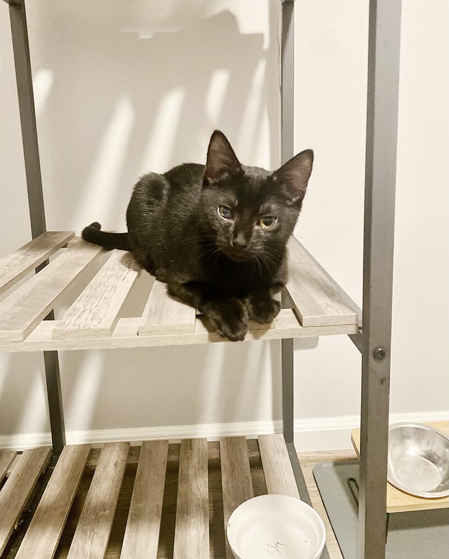 Enlarge Billy, a Adoptable Domestic Short Hair in Durham, NC image 2/6