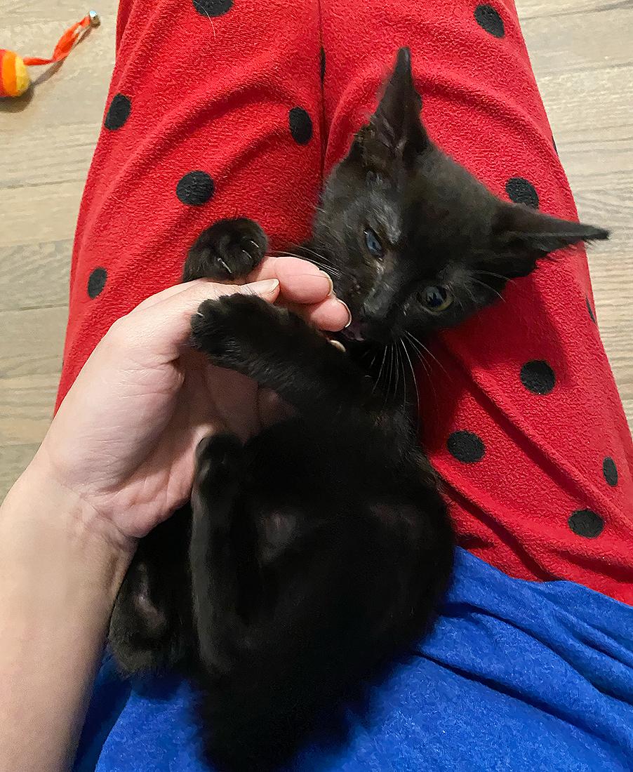 Enlarge Billy, a Adoptable Domestic Short Hair in Durham, NC image 3/6