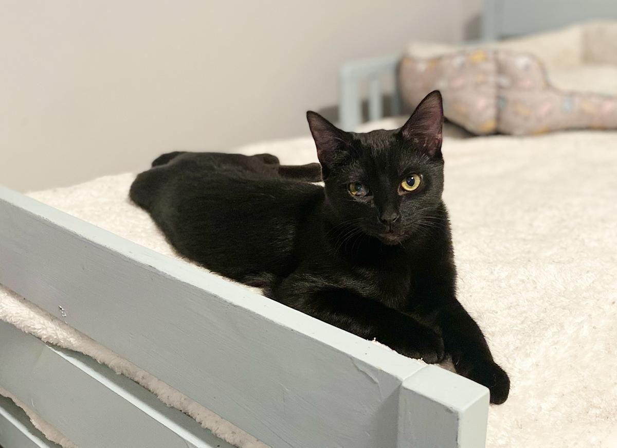 Enlarge Billy, a Adoptable Domestic Short Hair in Durham, NC image 4/6