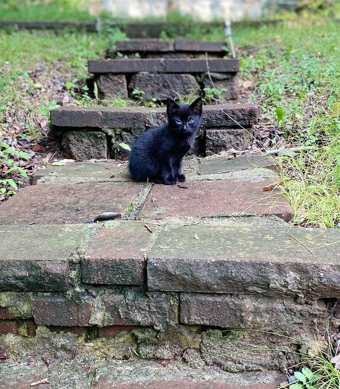 Enlarge Billy, a Adoptable Domestic Short Hair in Durham, NC image 5/6