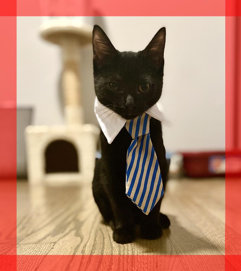 Enlarge Billy, a Adoptable Domestic Short Hair in Durham, NC image 1/6