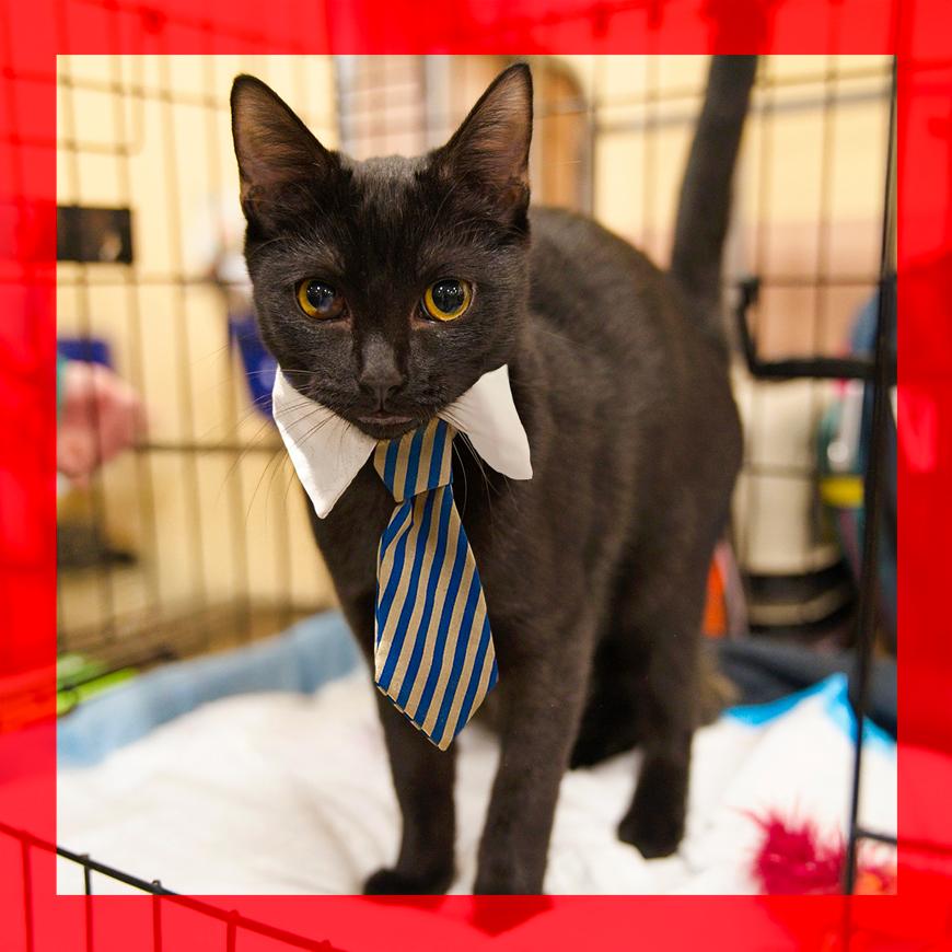 Enlarge Billy, a Adoptable Domestic Short Hair in Durham, NC image 1/6