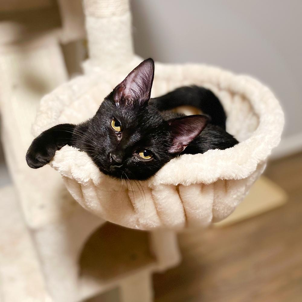 Enlarge Billy, a Adoptable Domestic Short Hair in Durham, NC image 4/6