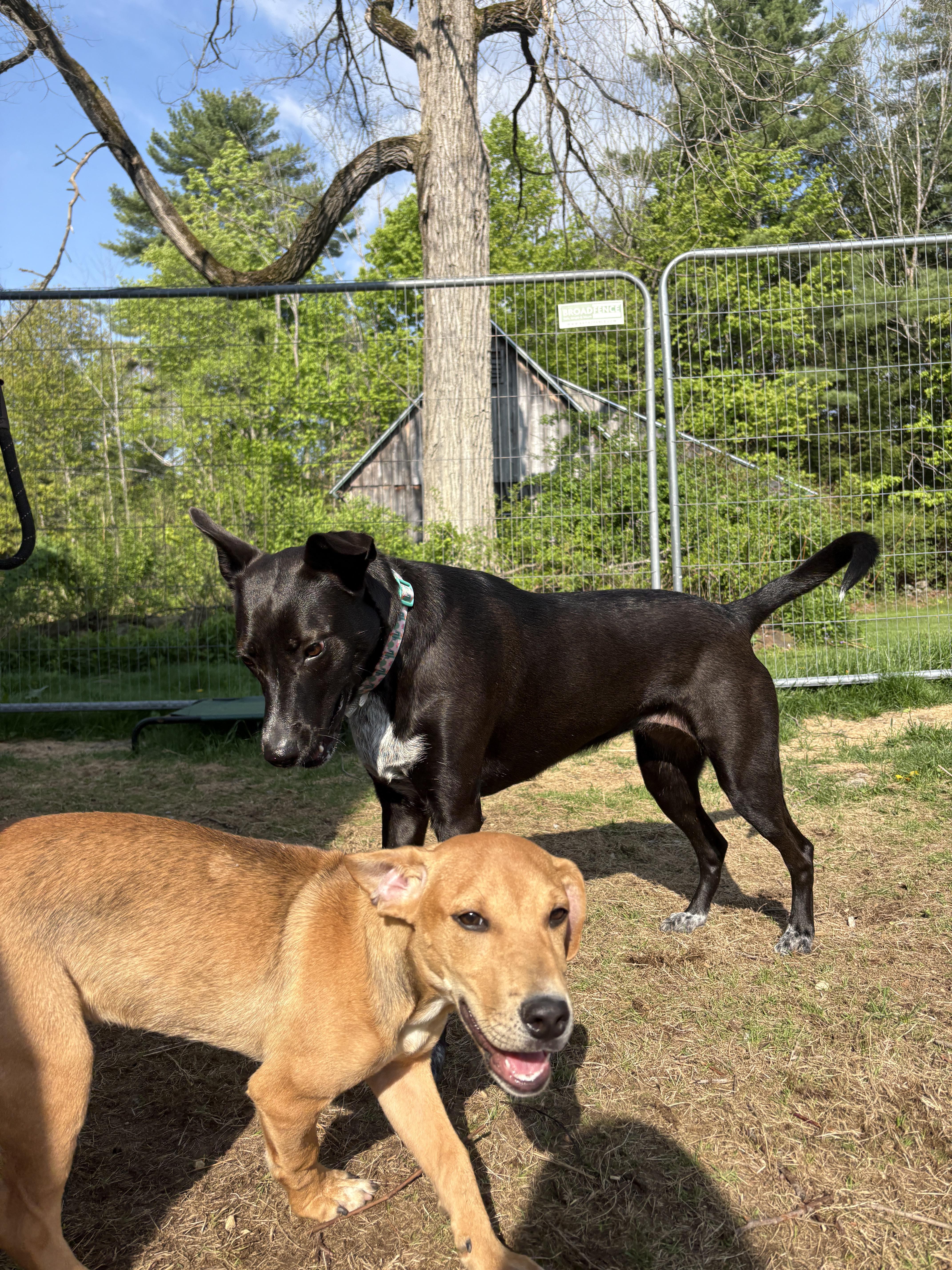Holly, a ADOPTABLE mixed breed in New Boston, NH image 5/6