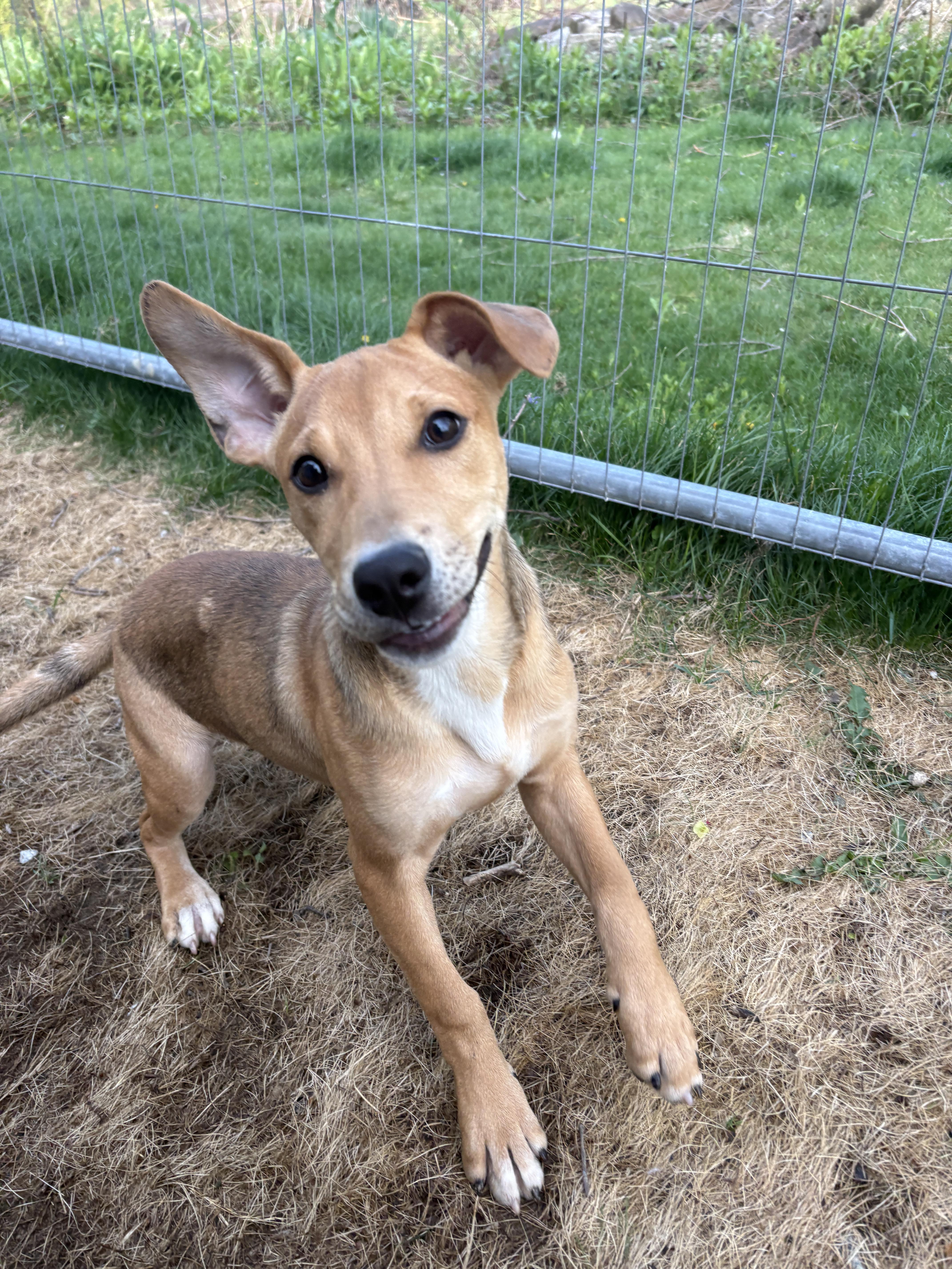 Holly, a ADOPTABLE mixed breed in New Boston, NH image 6/6