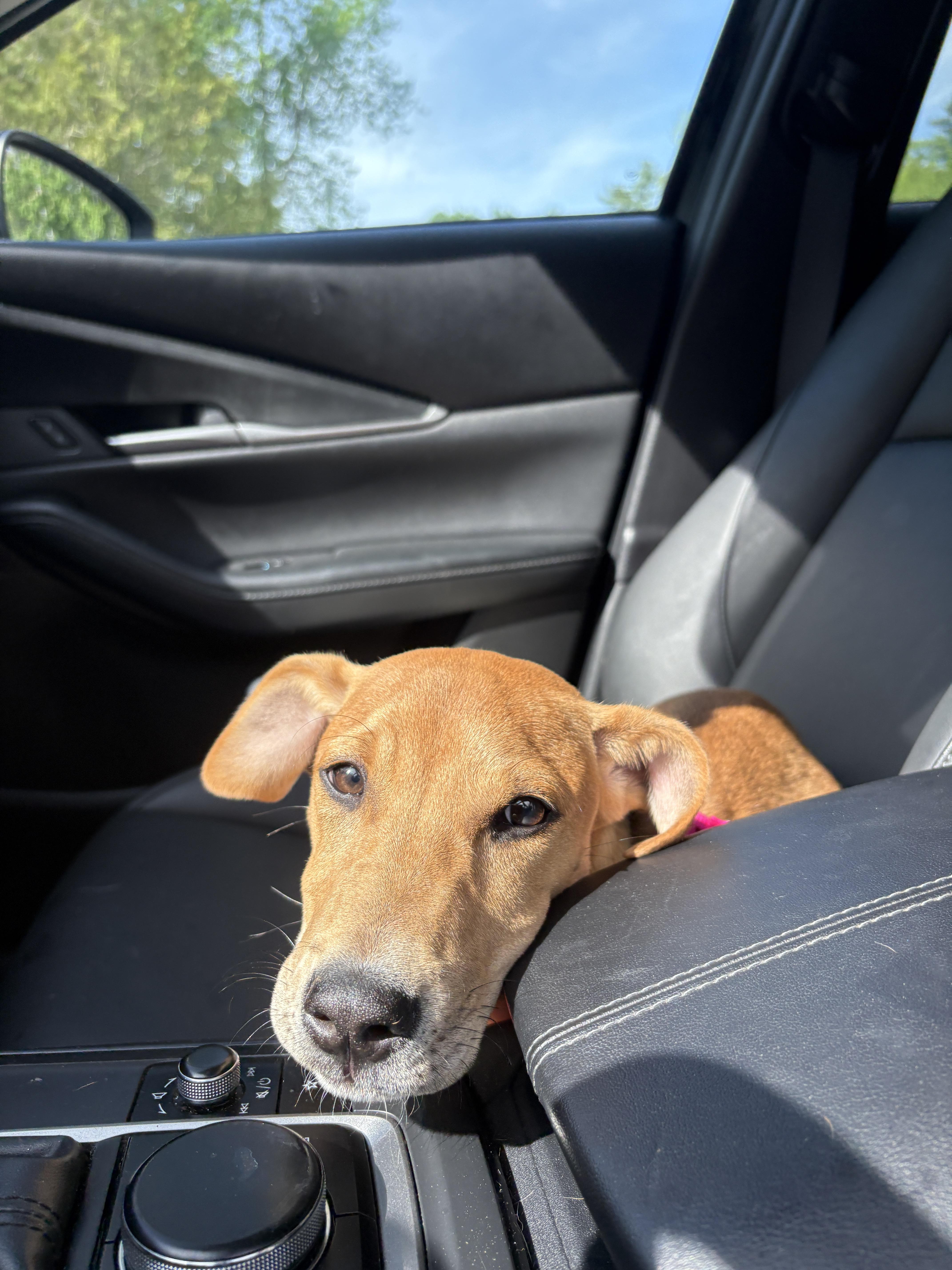 Holly, a ADOPTABLE mixed breed in New Boston, NH image 4/6