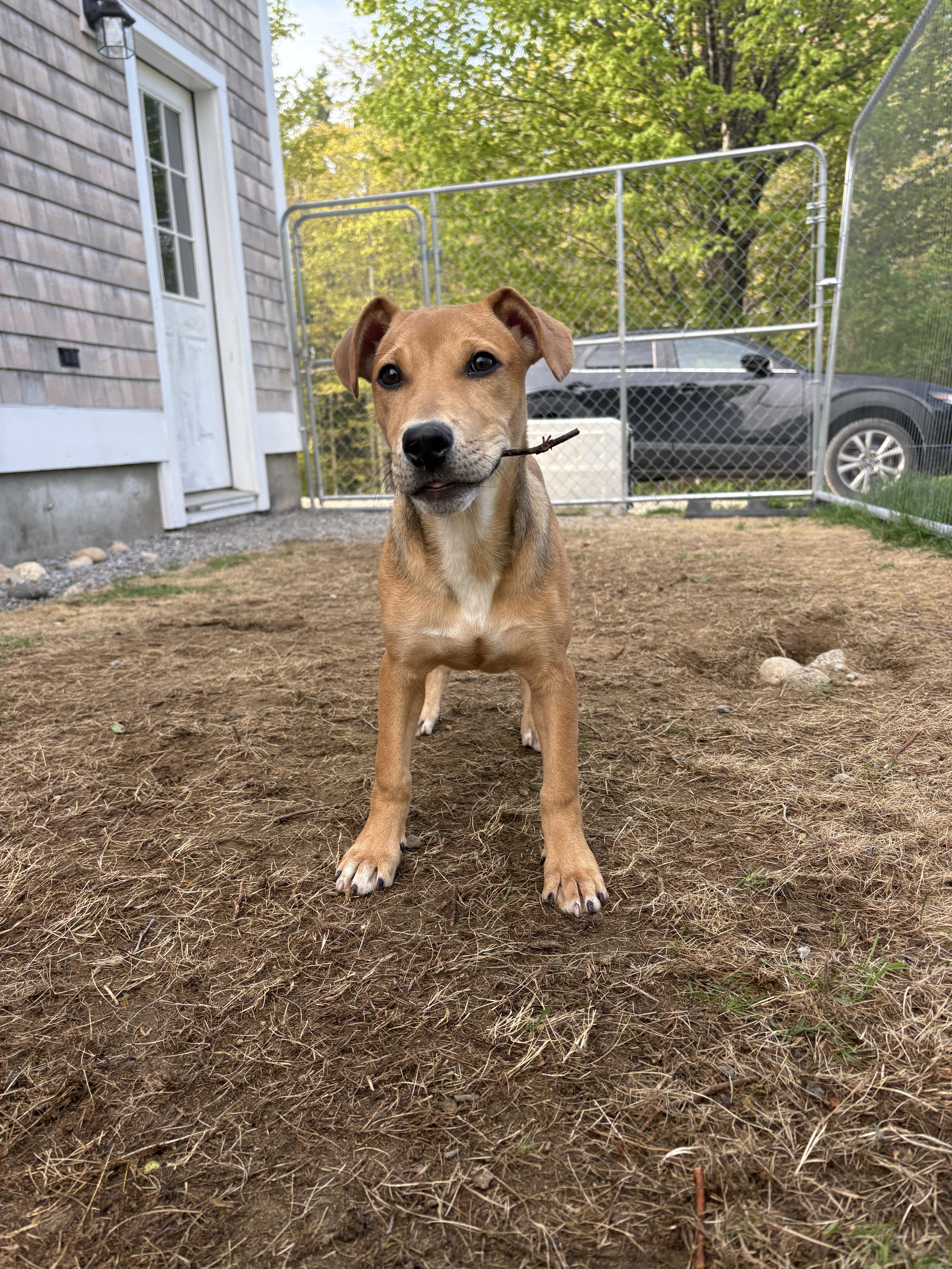 Holly, a ADOPTABLE mixed breed in New Boston, NH image 3/6