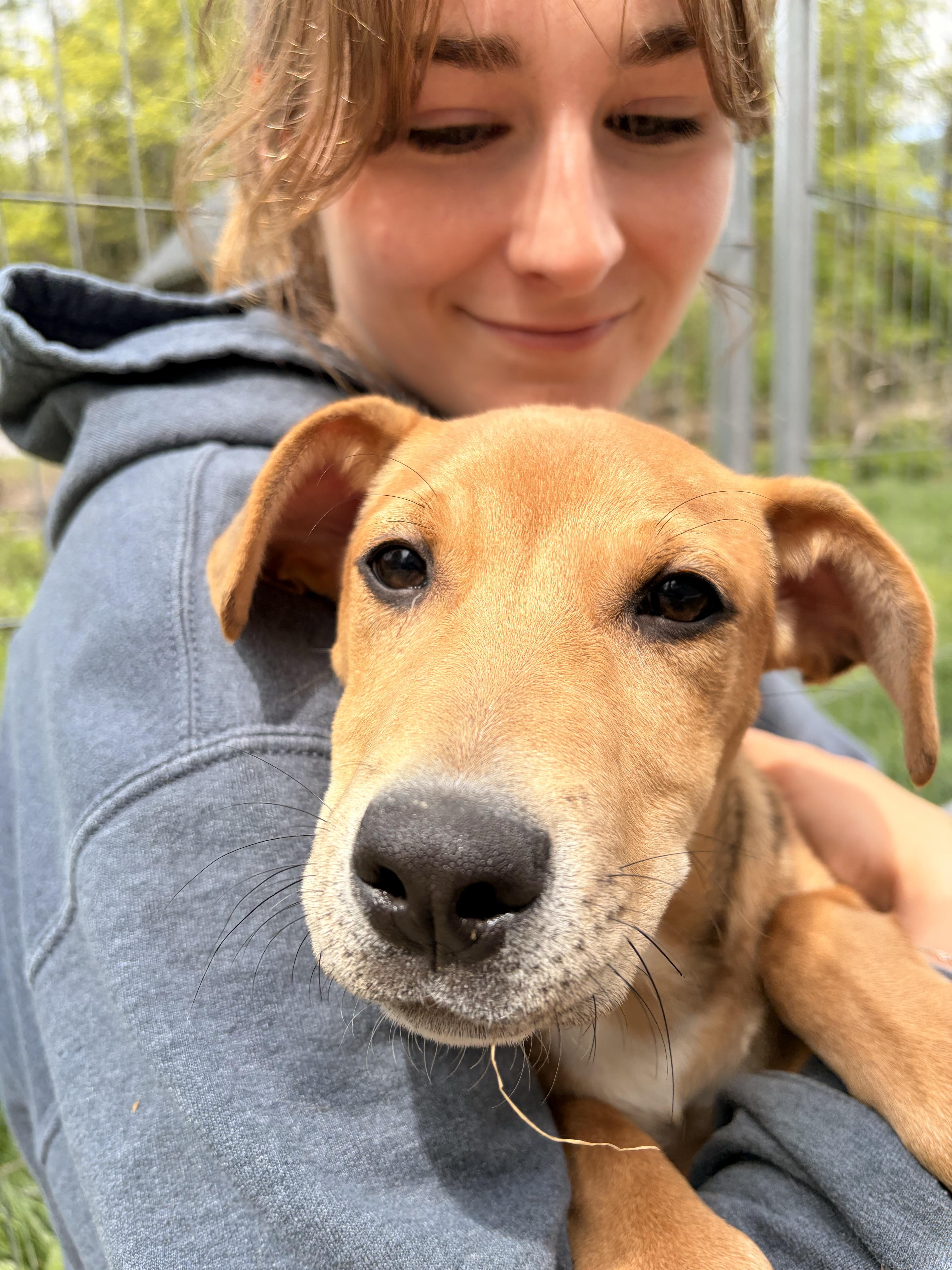 Holly, a ADOPTABLE mixed breed in New Boston, NH image 2/6