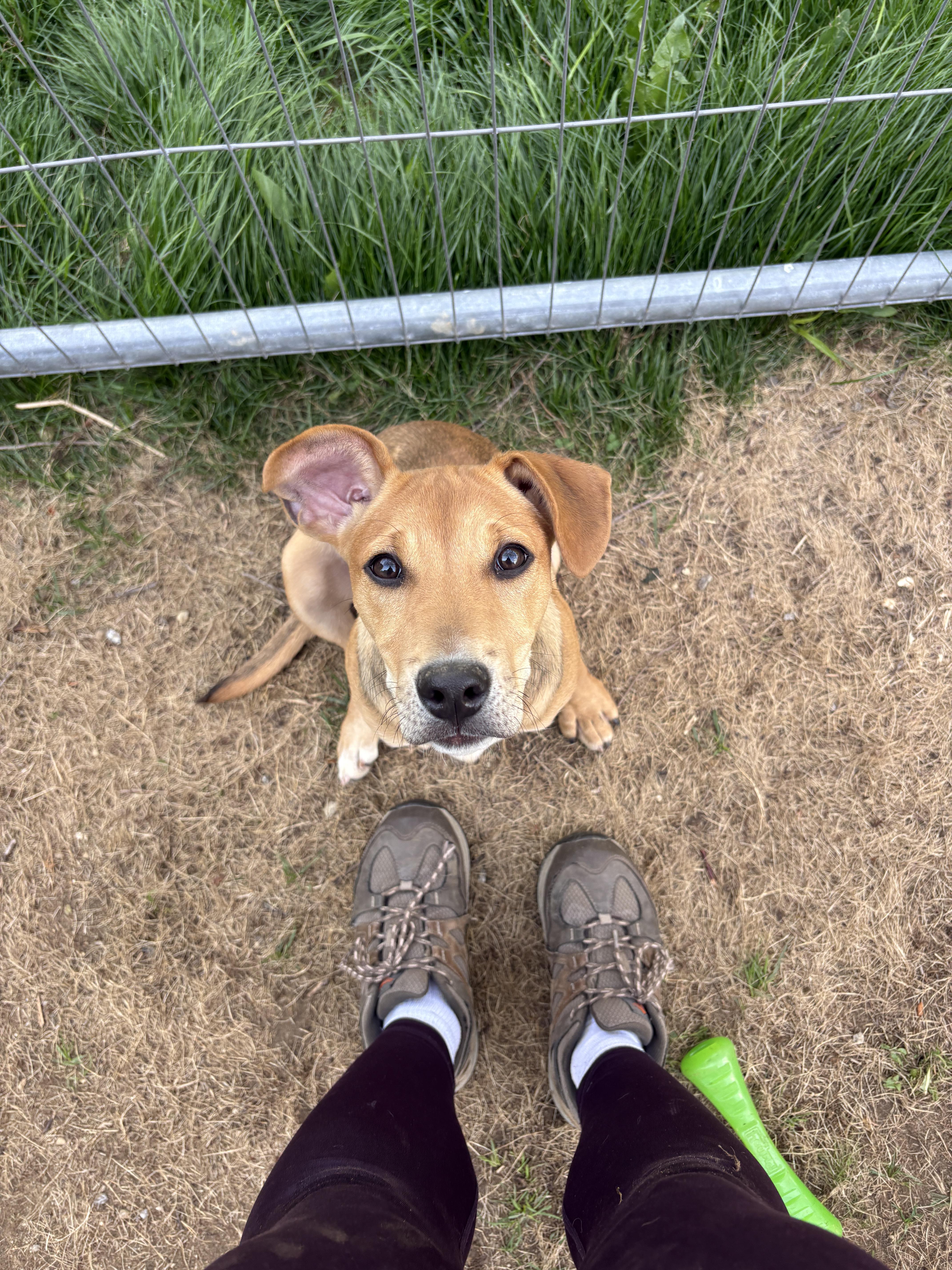 Holly, a ADOPTABLE mixed breed in New Boston, NH image 1/6