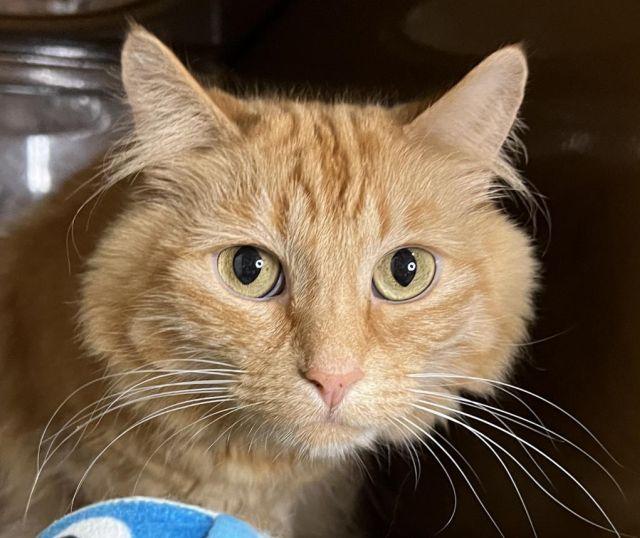 Bailey and Bella, a Adopted Domestic Short Hair in Berkeley, CA image 5/5