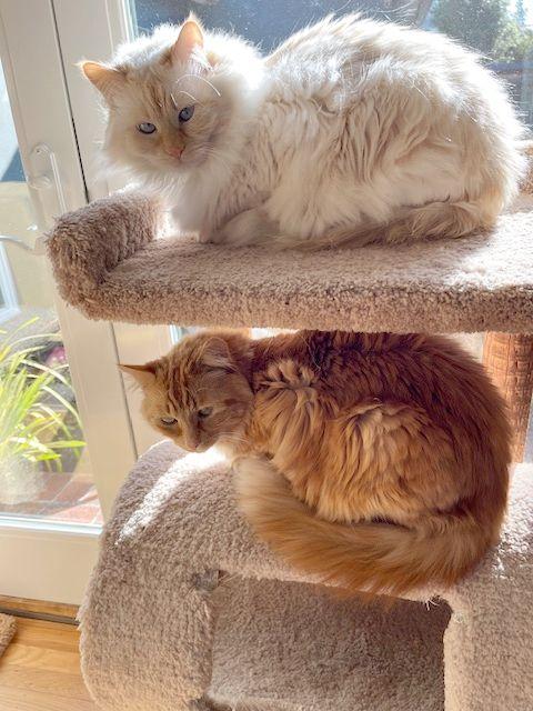 Bailey and Bella, a Adopted Domestic Short Hair in Berkeley, CA image 2/5