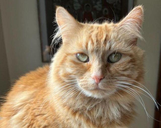 Bailey and Bella, a Adopted Domestic Short Hair in Berkeley, CA image 3/5