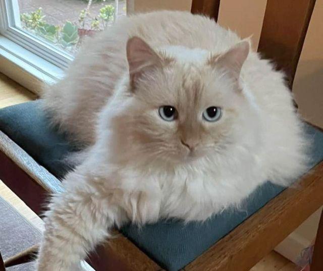 Bailey and Bella, a Adopted Domestic Short Hair in Berkeley, CA image 4/5